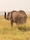 Best of Kenya Best of Kenya feedback NaN