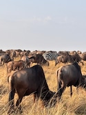 Best of Kenya Best of Kenya feedback 6