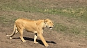 Best of Kenya Best of Kenya feedback 4
