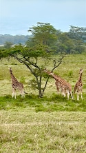 Best of Kenya Best of Kenya feedback 1