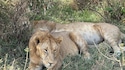 Best of Kenya Best of Kenya feedback 3