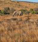 South Africa with Pilanesberg National Park South Africa with Pilanesberg National Park feedback 5