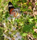 Best of Andaman Best of Andaman feedback 9