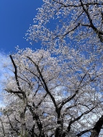 Best of Japan with Nagoya feedback NaN