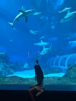 Singapore Malaysia feedback NaN