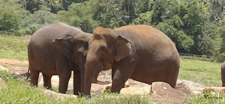 Seniors' Special Sri Lanka Seniors' Special Sri Lanka feedback 4