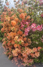 Best of New Zealand feedback 4