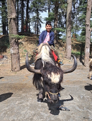 Women's Special with Kids Shimla Manali Women's Special with Kids Shimla Manali feedback 4