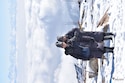 Kashmir Escape feedback 7