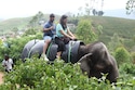 Honeymoon Special Munnar Periyar Kumarakom feedback 2
