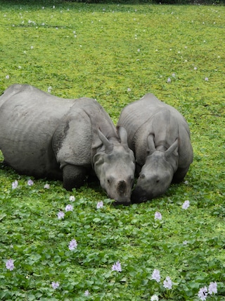 Assam Arunachal Meghalaya feedback 4