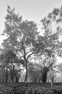 Assam Meghalaya - Pune Assam Meghalaya - Pune feedback 6