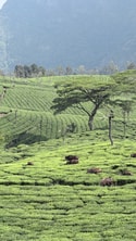 Ooty Getaway Ooty Getaway feedback 5