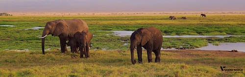 Zimbabwe